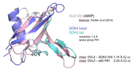 Arabidopsis SOK4 contains a bona fide DIX domain Arabidopsis SOK4 contains a bona fide DIX domain