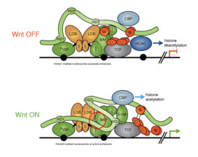 The BCL9 Wnt enhanceosome scaffold brings b-catenin into proximity of TCF The BCL9 Wnt enhanceosome scaffold brings b-catenin into proximity of TCF