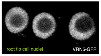 Punctate VRN5 in Arabidopsis root tip cell nuclei Punctate VRN5 in Arabidopsis root tip cell nuclei