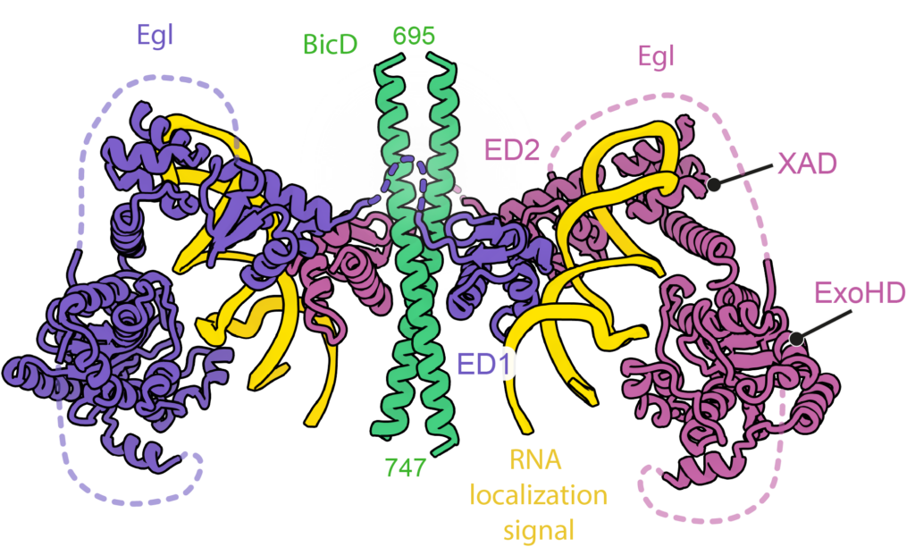 This image has an empty alt attribute; its file name is BicDEgl_RNA-3-1024x612.png