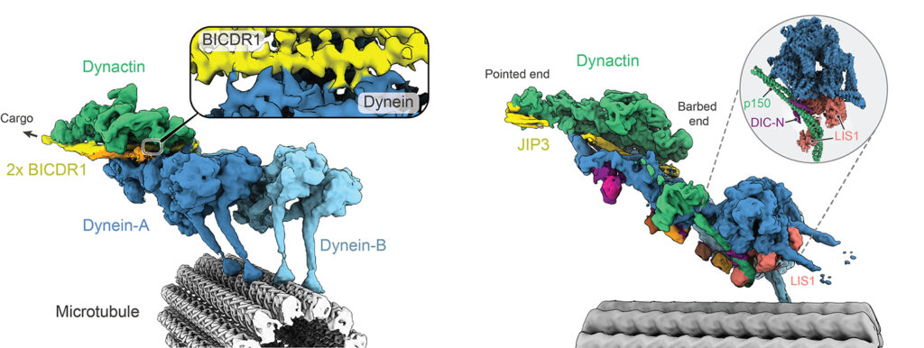 This image has an empty alt attribute; its file name is Dynein-Dynactin-1024x386.jpg
