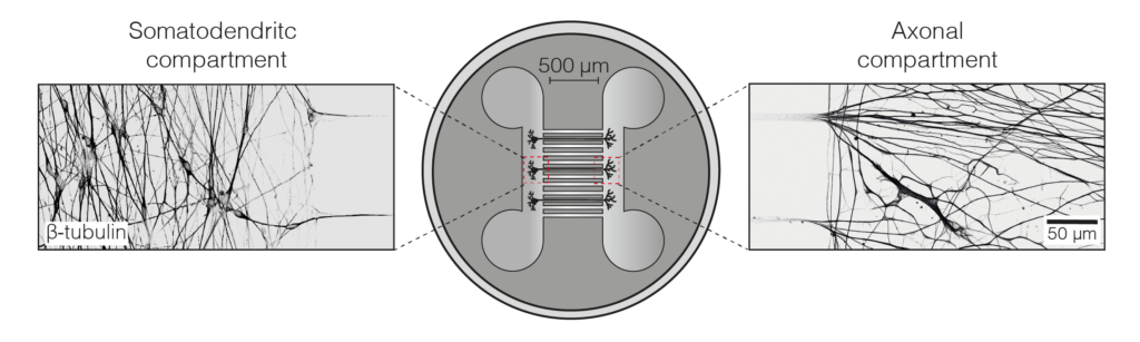 This image has an empty alt attribute; its file name is iNeurons_microfluidics-1024x307.png