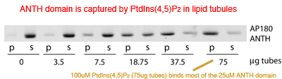 AP180 ANTH domain binds specifically to PtdIns(4,5)P2