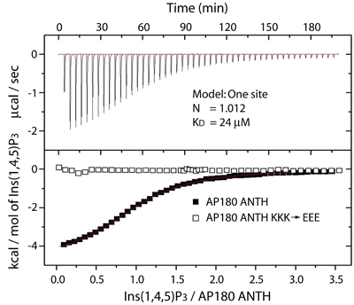 Isothermal titration calorimetry with AP180 ANTH domain