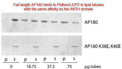 Full length AP180 and its ANTH domain binds to nanotubes with the same affinity