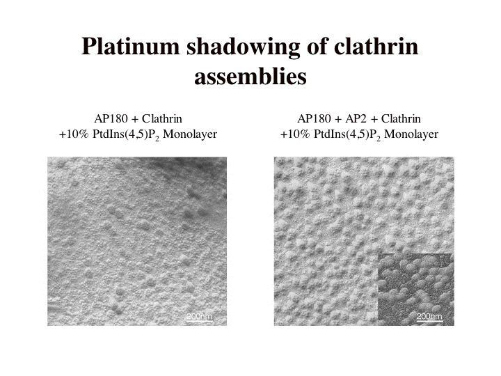 Platinum shadowed clathrin assemblies