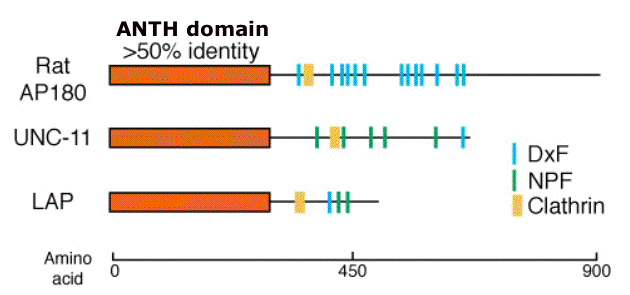 AP180 homologues have ANTH domains followed by motif domains that contain DxF, NPF and clathrin-binding motifs