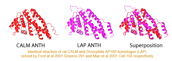 AP180 and LAP ANTH domain ssuperpositions