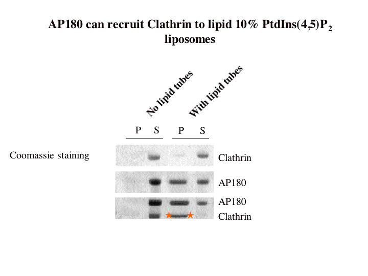 AP180 recruits clathrin to membranes very efficiently