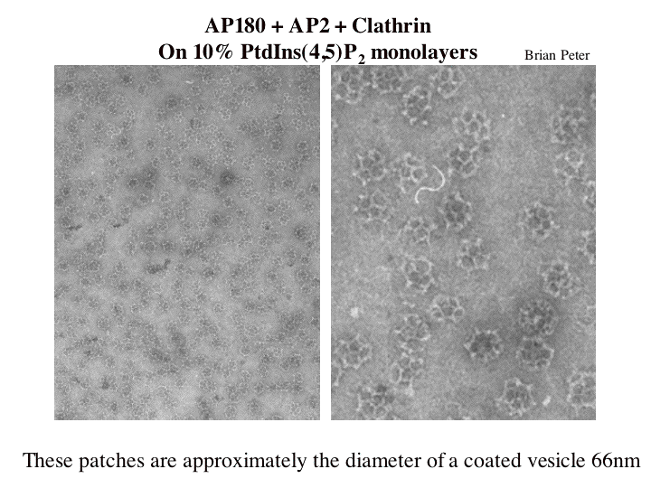 CAPs of clathrin assembled on lipid monolayers