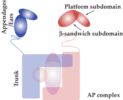 AP2 adaptor protein complex domain structure