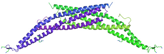 Bananna-shapped BAR domain: dimerisation and membrane curvature-sensing domain. Crystal structrue from Drsoophila muscle amphiphysin