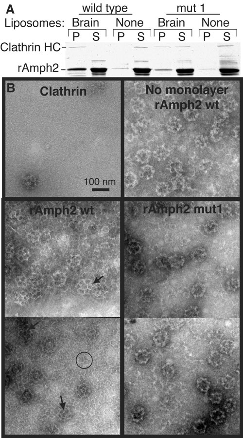 Clathrin polymeration on membranes in the presence of amphiphysin