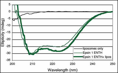 Amphipathic helix from epsin ENTH domain only folds into a helix on membrane (PIP2) binding, where the amphipathic helix, helix