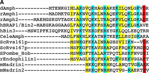 Alignments of ampipathic helices from amphiphysin, endophilin and nadrin