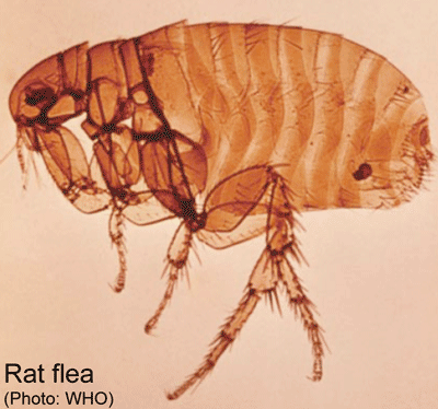 Rat flea (photo WHO)