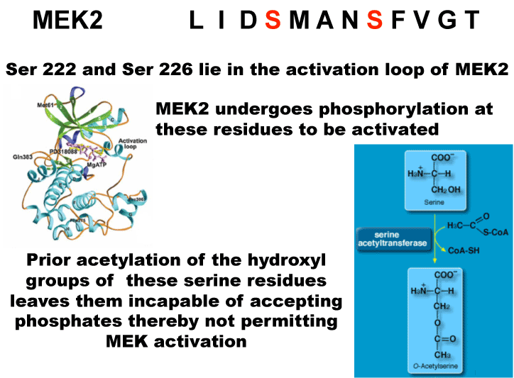 Acetylation in the activation loop of MEK2 inhibits the enzyme activity