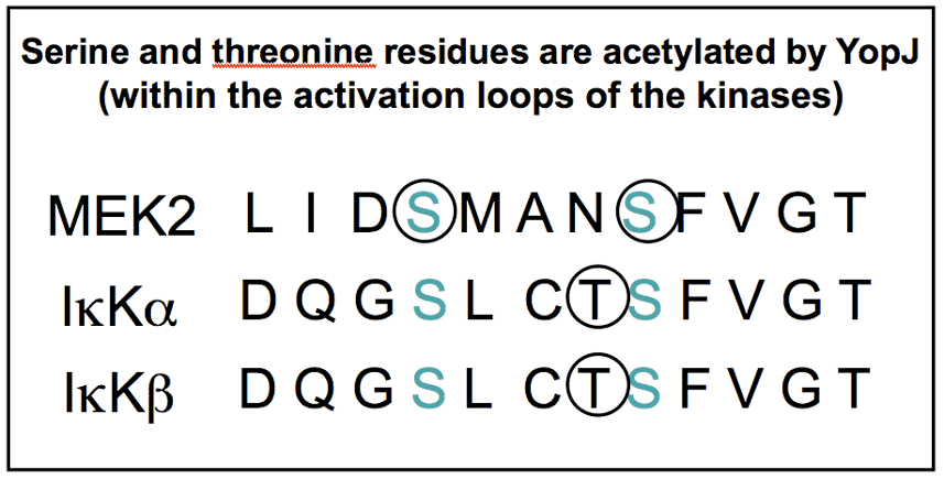 Serine and threonine residues are acetylated by YopJ within the activation loops of MEK and IKK kinases.
