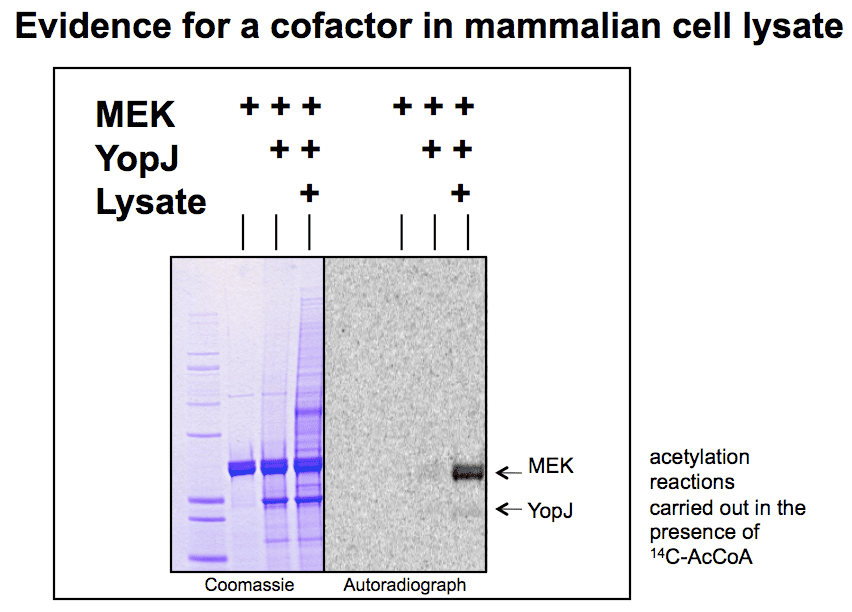 Evidence for a cofactor in mammalian cell lysate for YopJ toxin from Yersinia