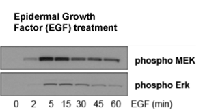 The activiation and inactivation kinetics of MAP kinase signalling followed after Epidermal Growth Factor (EGF) treatment of HeLa cells, as followed by antibodies against phosphoMEK and phosphoERK.