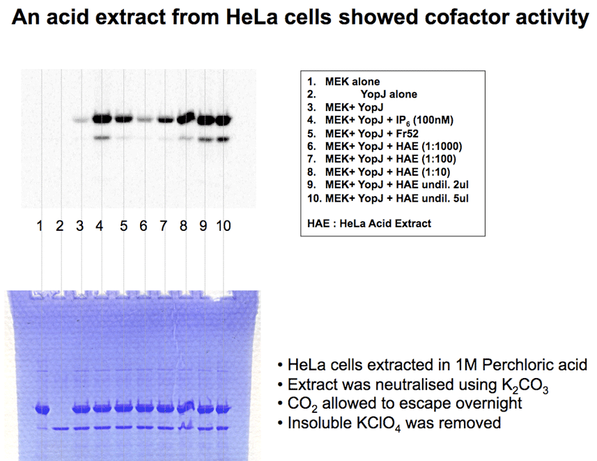 An acid extract from HeLa cells shows cofactor activity for YopJ toxin