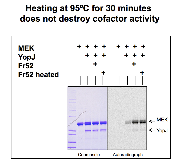 Heating at 95oC for 30min does not destroy cofactor activity