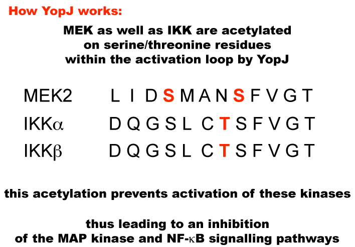 How YopJ works: MEK as well as IKK are acetylated on serine/threonine residues within their activation loops by YopJ. This acetylation prevents activation of these kinases, thus leading to an inhibition of the MAP kinase and NF-kB signalling pathways, inhibiting innate immunity.