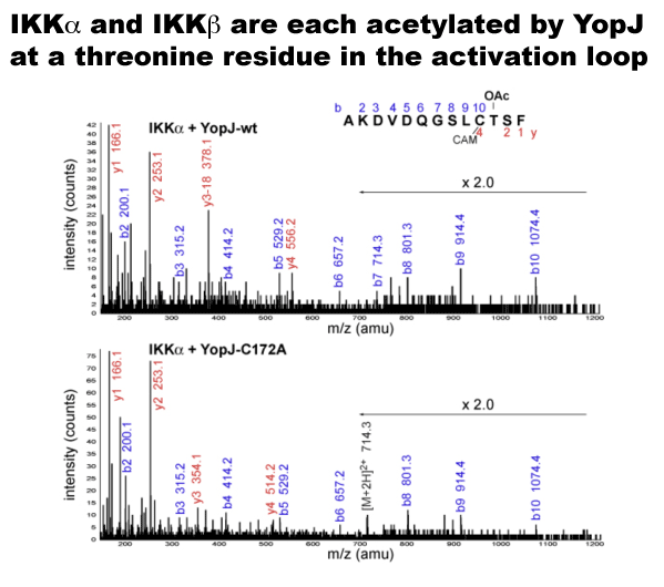 IKKalpha and IKKbeta are each acetylated by YopJ at a threonine residue in the activation loop.