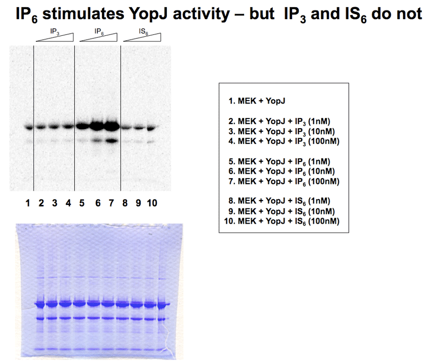 IP6 stimulates YopJ toxin activity - but IP3 and IS6 do not