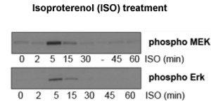 The activiation and inactivation kinetics of MAP kinase signalling followed after Isoproterenol (ISO) treatment of HeLa cells, as followed by antibodies against phosphoMEK and phosphoERK.