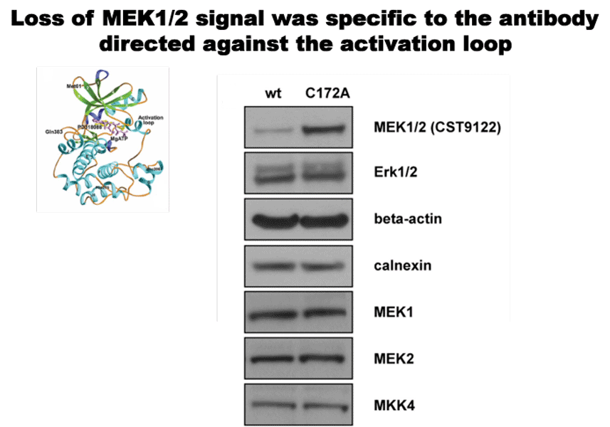 Loss of MEK1/2 signal was specific to the antibody directed against the activation loop of MEK.