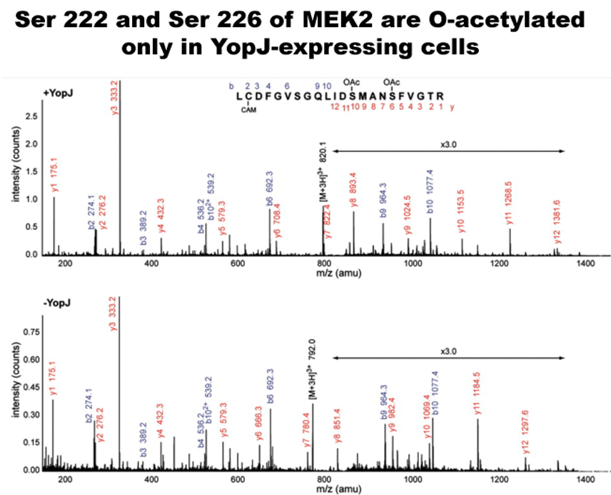 Mass spectrometry shows that Ser 222 and Ser 226 of MEK2 are O-acetylated in YopJ-expressing cells.