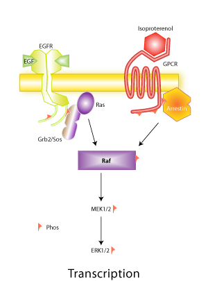 MAP kinase signal transduction pathway, activated by EGF binding to epidermal growth factor receptor or isoproterenol binding to G-protein coupled receptors (GPCRs). The activation on receptor binding is rapid and results in the activation of a series of kinases collectively known as the MAP kinase cascade.