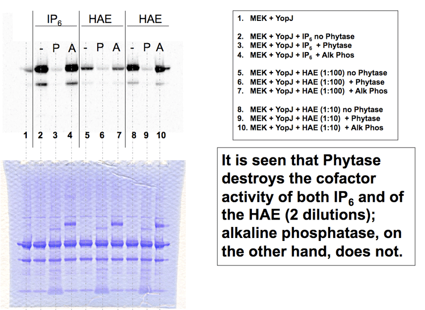 Phytase treatment destroys the YopJ cofactor activity of both IP6 and of HeLa acid extract; while alkaline phosphatase treatment on the other hand, does not.
