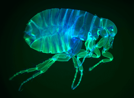 human flea, a specimen collected in Spain in the 1890s, which had been sitting in alcohol for more than a century in the Entomology Museum in Cambridge the colour is autofluorescence in the exoskeleton, from which all soft tissues have been removed with alkali. Picture courtesy of Brad Amos, LMB