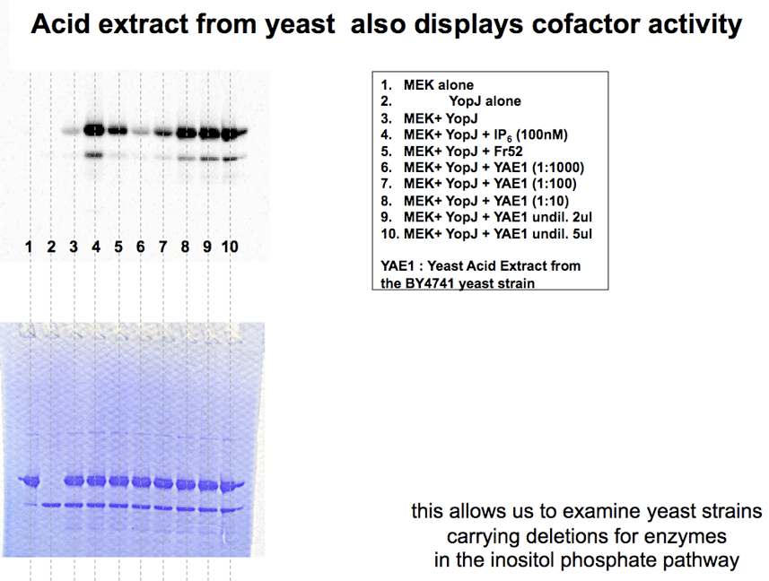 YopJ cofactor activity was also found in an acid extract of yeast cells.