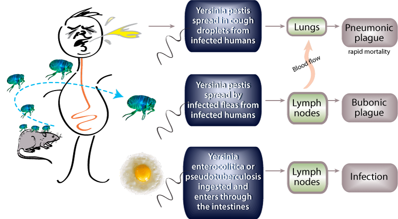 Mechanisms by which Yersinia infects and spreads in humans
