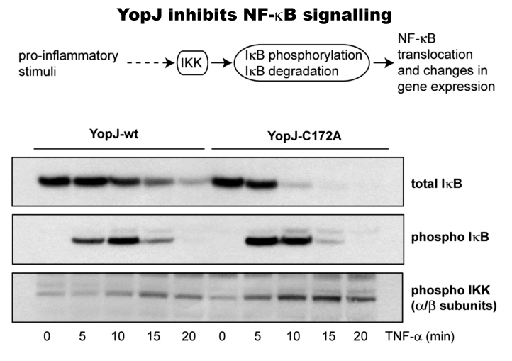 YopJ inhibits NFkB (NF-kappa-B) signalling