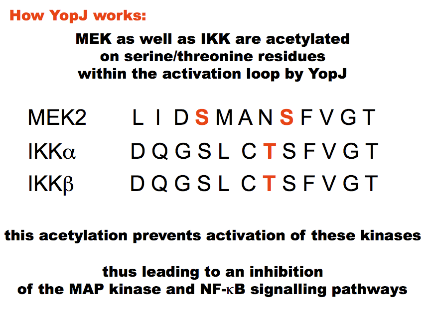 How YopJ works, residues on MEK and IKK that are serine and threonine acetylated