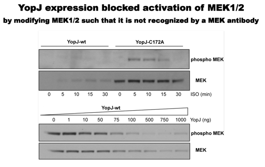 YopJ expression blocks activation of MEK1/2 by modifying MEK1/2 such that it is not recognised by a MEK antibody.