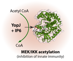acetylation of MEK1 by YopJ Yersinia toxin
