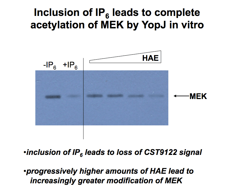 Inclusion of IP6 into an invitro YopJ acetylation assay, leads to complete acetylation of MEK by the Yersinia toxin, YopJ.