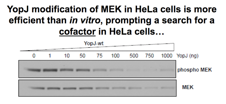 YopJ acetylates MEK efficiently in HeLa cells; search for a cofactor