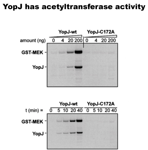 YopJ from Yersinia pestis has acetyltransferase activity.