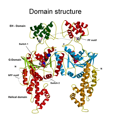 Eps15_Homology Domain Protein