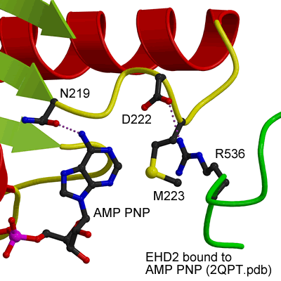 ATP binding