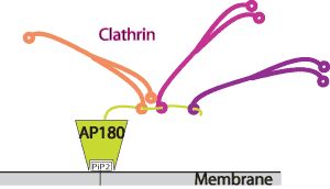 AP180 recruitment of clathrin to membranes via PtdIns(4,5)P2 binding