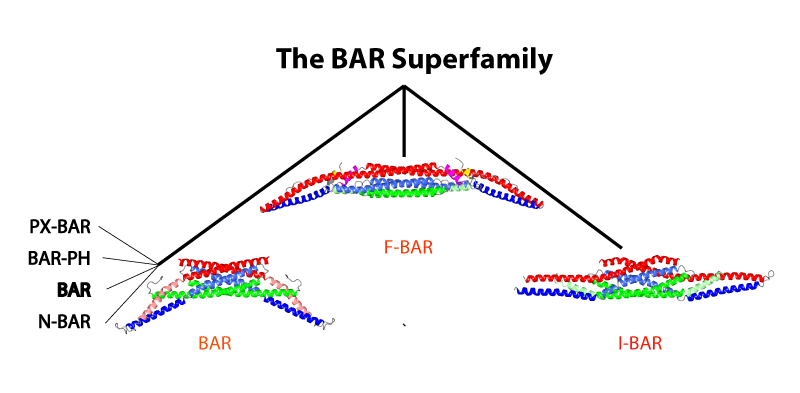Bar Superfamily tree