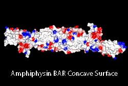 Amphiphysin Concave surface