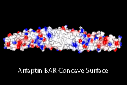 Arfaptin BAR Concave Surface